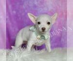 Small Photo #4 Chihuahua Puppy For Sale in WARSAW, IN, USA