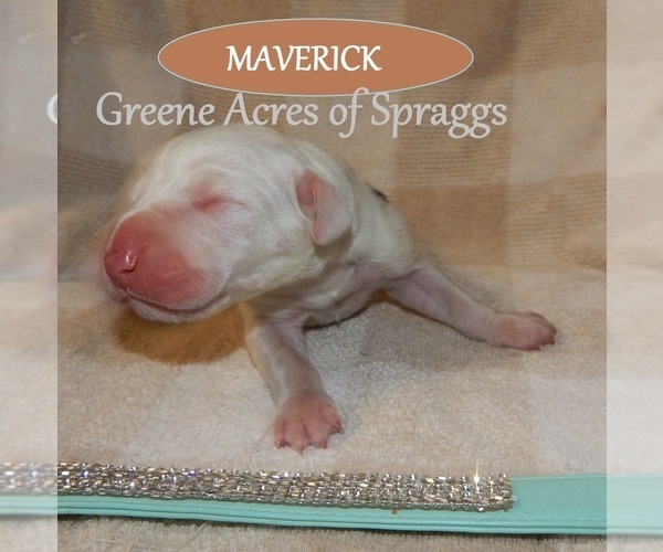 Medium Photo #2 Great Dane Puppy For Sale in SPRAGGS, PA, USA