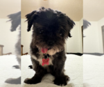 Small Photo #4 Shih Tzu Puppy For Sale in San Diego, CA, USA