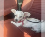 Small #1 Maltese Mix