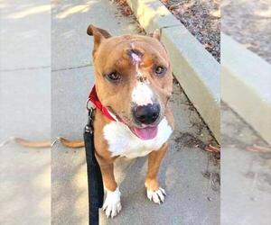 Mutt Dogs for adoption in Sacramento, CA, USA