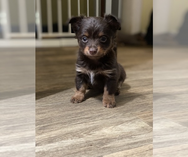 Medium Photo #1 Chihuahua Puppy For Sale in ARANSAS PASS, TX, USA
