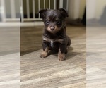 Puppy Puppy 2 Chihuahua