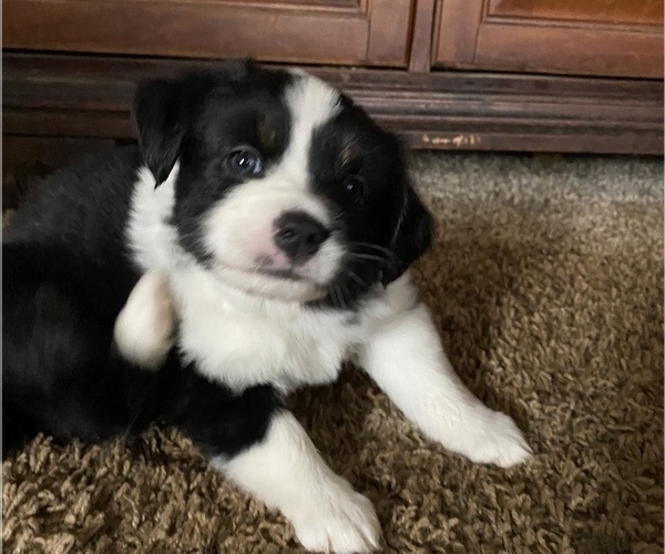 Medium Photo #9 Miniature American Shepherd Puppy For Sale in PLACERVILLE, CA, USA