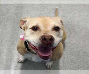 American Pit Bull Terrier Dogs for adoption in Fort Collins, CO, USA