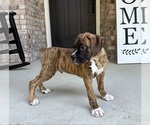 Small Photo #5 Boxer Puppy For Sale in GREENFIELD, IN, USA