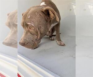 Mutt Dogs for adoption in Houston, TX, USA
