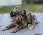 Small Photo #25 Goldendoodle Puppy For Sale in HOWARD CITY, MI, USA