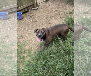 Allison - Female Bulldog-Labrador Retriever Mix Dog for Adoption - Photo #2