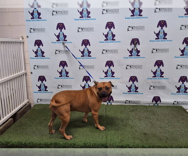 Medium Photo #1 American Staffordshire Terrier Puppy For Sale in Orlando, FL, USA