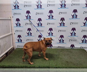 American Staffordshire Terrier Dogs for adoption in Orlando, FL, USA