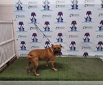 Small American Staffordshire Terrier