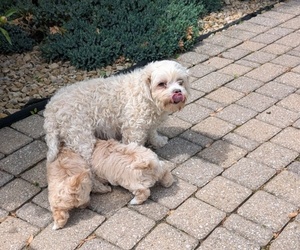Mother of the Maltipoo puppies born on 04/09/2025