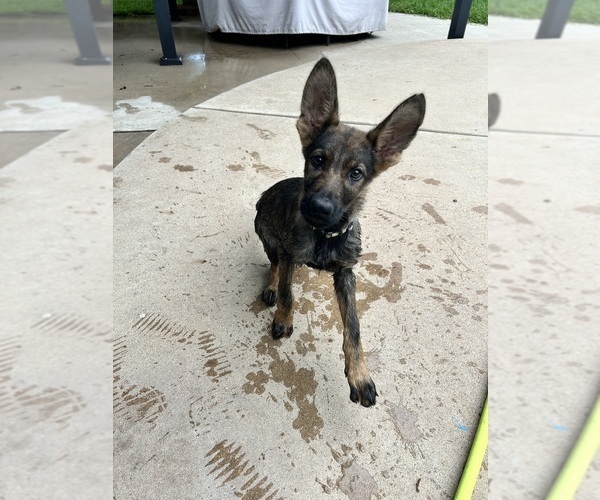Medium Photo #8 German Shepherd Dog Puppy For Sale in TEMPLE, TX, USA