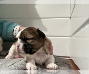 Shih Tzu Puppy for sale in HARRISBURG, PA, USA