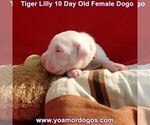 Small Photo #34 Dogo Argentino Puppy For Sale in JANE, MO, USA