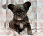 Small #20 French Bulldog