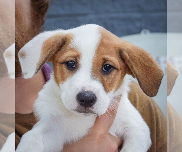 Medium Photo #6 Mutt Puppy For Sale in Huntley, IL, USA