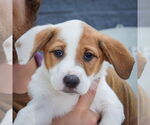 Small #5 Mutt