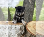 Small #7 Alaskan Klee Kai-Pomsky Mix