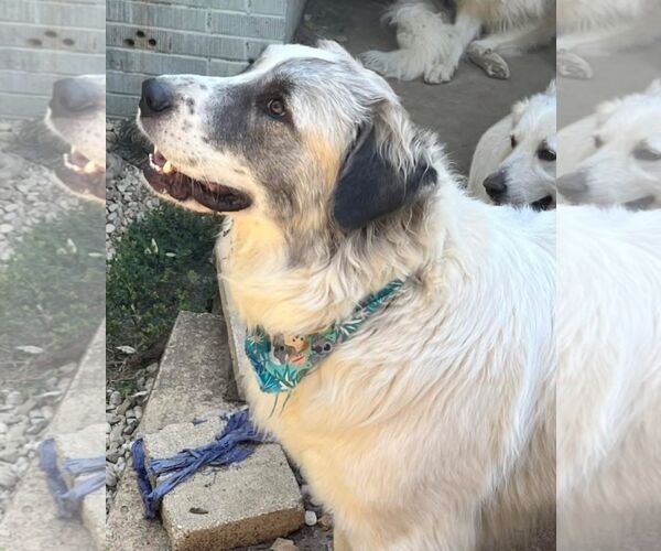 Medium Photo #9 Great Pyrenees Puppy For Sale in Dallas, TX, USA