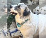 Small #8 Great Pyrenees