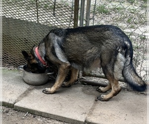 Mother of the German Shepherd Dog puppies born on 05/14/2025