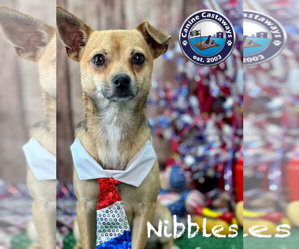 Medium Photo #5 Chihuahua-Unknown Mix Puppy For Sale in Arcadia, FL, USA