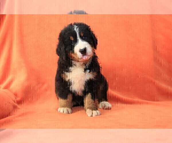 Medium Photo #5 Bernese Mountain Dog Puppy For Sale in Hatvan, Heves, Hungary