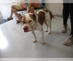 American Pit Bull Terrier Dogs for adoption in Ocala, FL, USA