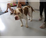 Small American Pit Bull Terrier