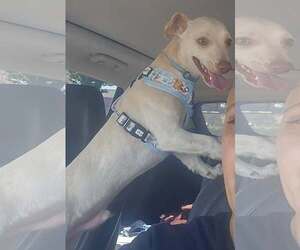 Dingo - Male Chihuahua-Unknown Mix Dog for Adoption - Photo #3