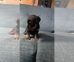 Small #20 Rottweiler