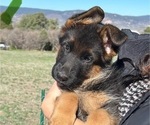 Puppy Green Collar German Shepherd Dog