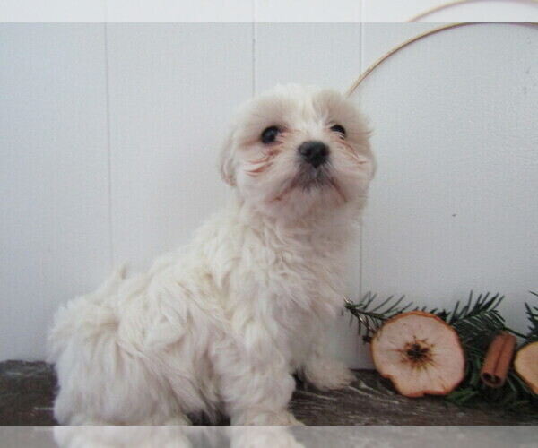 Medium Photo #18 Maltipoo (Miniature) Puppy For Sale in SUGARCREEK, OH, USA