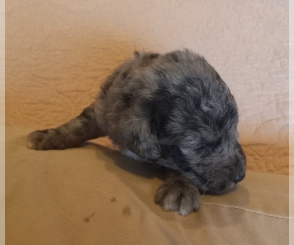 Medium Photo #18 Labradoodle Puppy For Sale in JEFFERSONTOWN, KY, USA