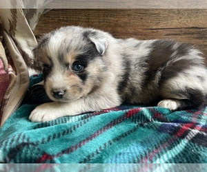 Australian Shepherd Puppy for sale in DRUMMONDS, TN, USA