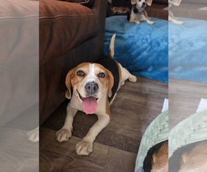 Taylor - Female Beagle Dog for Adoption - Photo #9