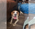 Small Photo #9 Beagle Puppy For Sale in Las Vegas, NV, USA