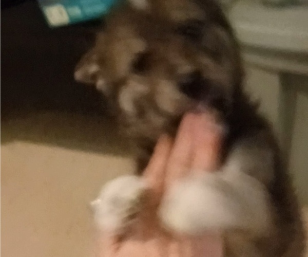 Medium Photo #16 Gerberian Shepsky Puppy For Sale in EDMORE, MI, USA