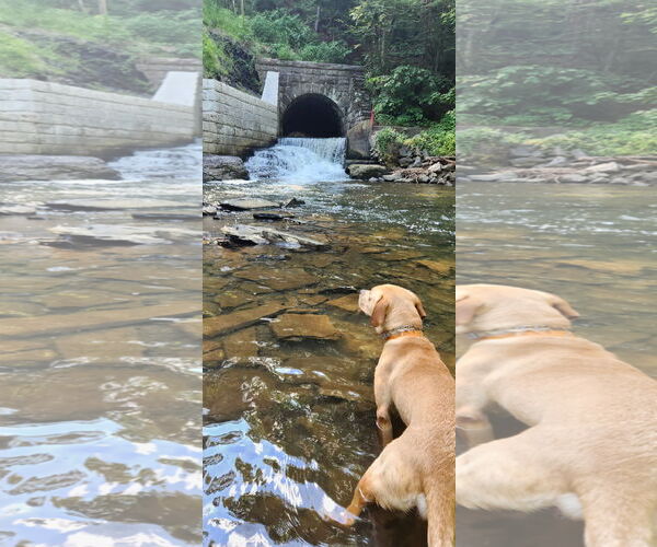 Medium Photo #3 Labrador Retriever-Unknown Mix Puppy For Sale in SHERBURNE, NY, USA