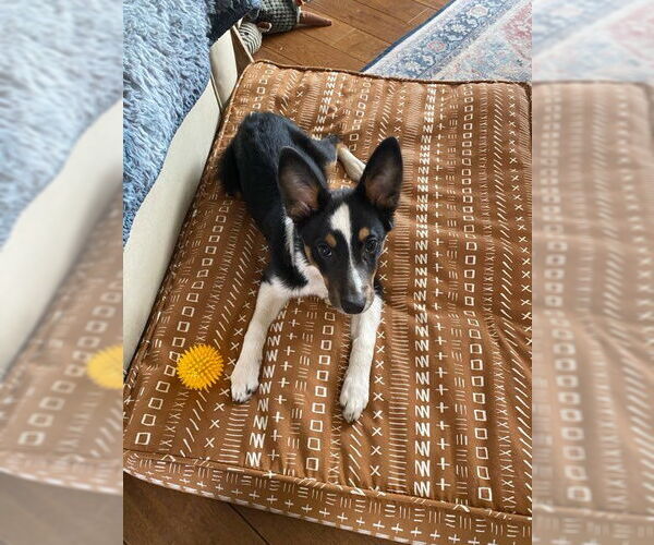 Medium Photo #6 Australian Shepherd-Unknown Mix Puppy For Sale in Denver , CO, USA