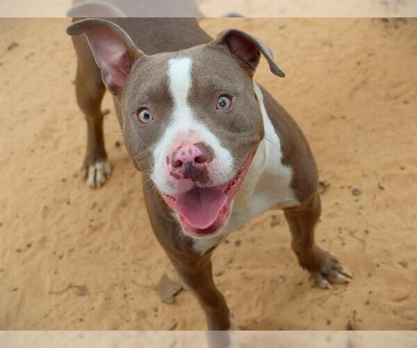Medium Photo #1 American Staffordshire Terrier Puppy For Sale in Tallahassee, FL, USA