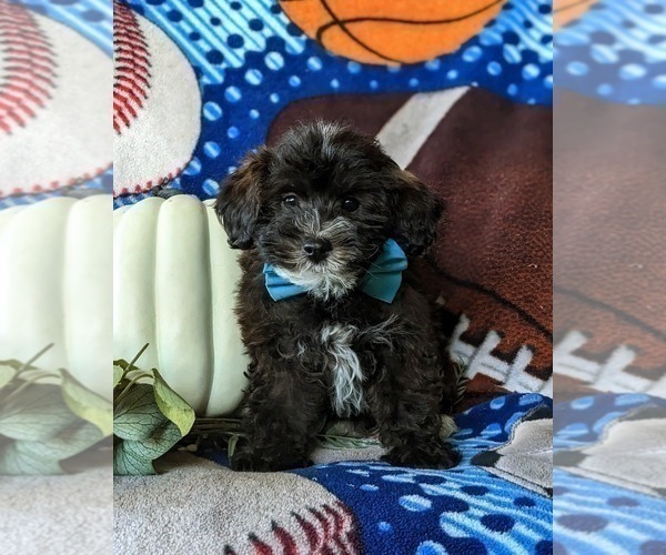 Medium Photo #3 Lhasa-Poo Puppy For Sale in LINCOLN UNIVERSITY, PA, USA