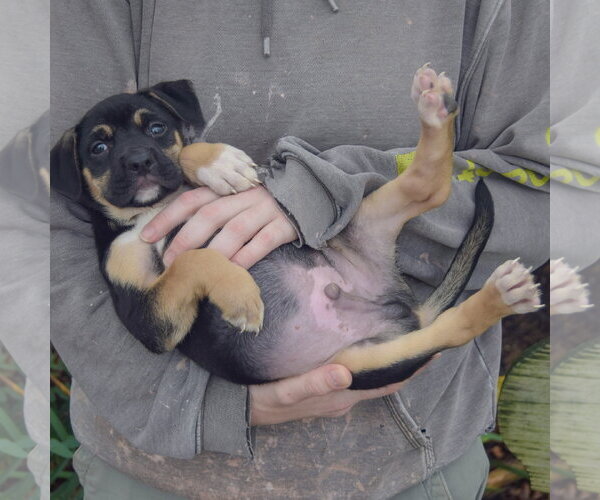 Medium Photo #5 American Staffordshire Terrier-German Shepherd Dog Mix Puppy For Sale in Huntley, IL, USA