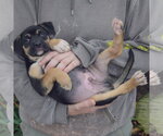 Small Photo #5 American Staffordshire Terrier-German Shepherd Dog Mix Puppy For Sale in Huntley, IL, USA