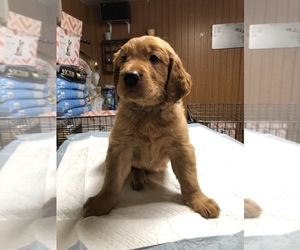 Golden Retriever Puppy for sale in SACRAMENTO, CA, USA