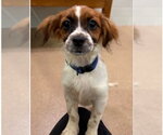 Small #3 Colonial Cocker Spaniel Mix