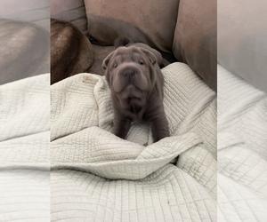 Chinese Shar-Pei Puppy for sale in CLINTON, WI, USA