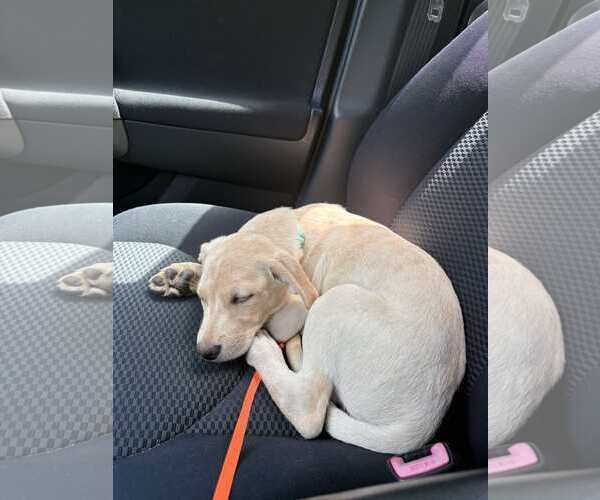 Medium Photo #4 Labrador Retriever-Unknown Mix Puppy For Sale in pomfret, CT, USA
